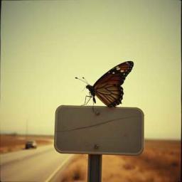 Butterfly With A Broken Wing